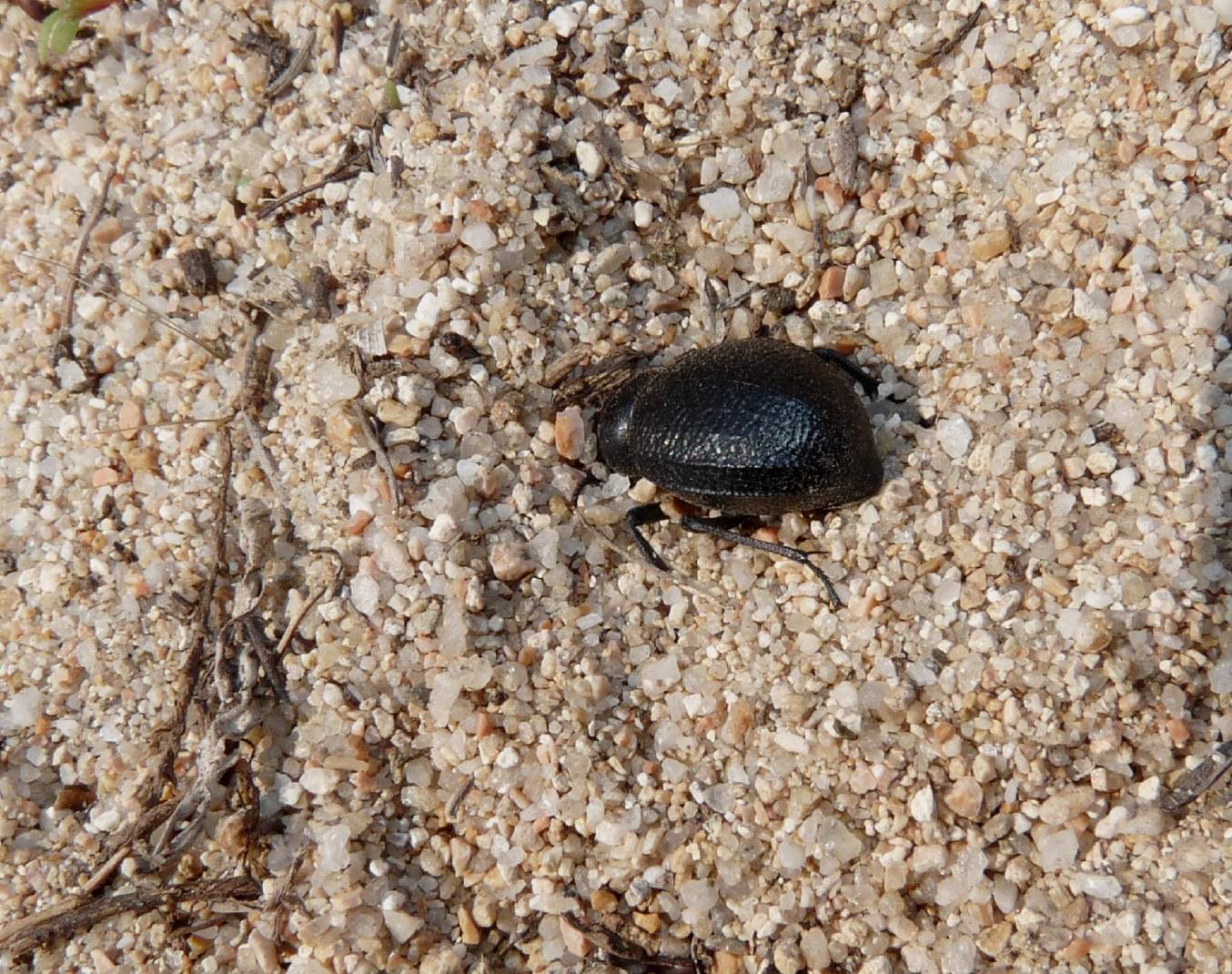 [Acanthaclisis occitanica larva] Tagliole nella sabbia